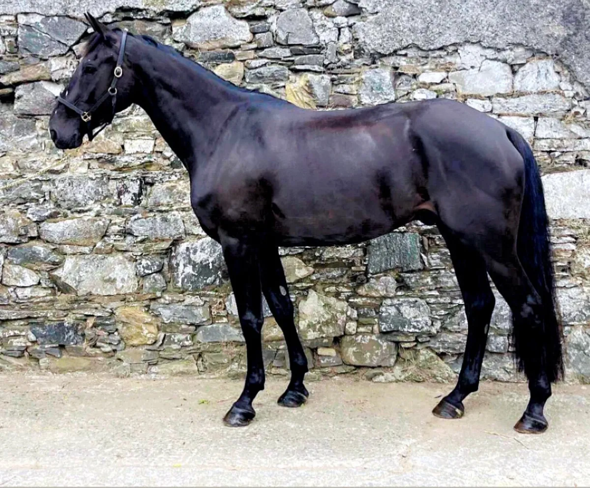 Lot:533 goresbridge. 4 yo event star - Image 1