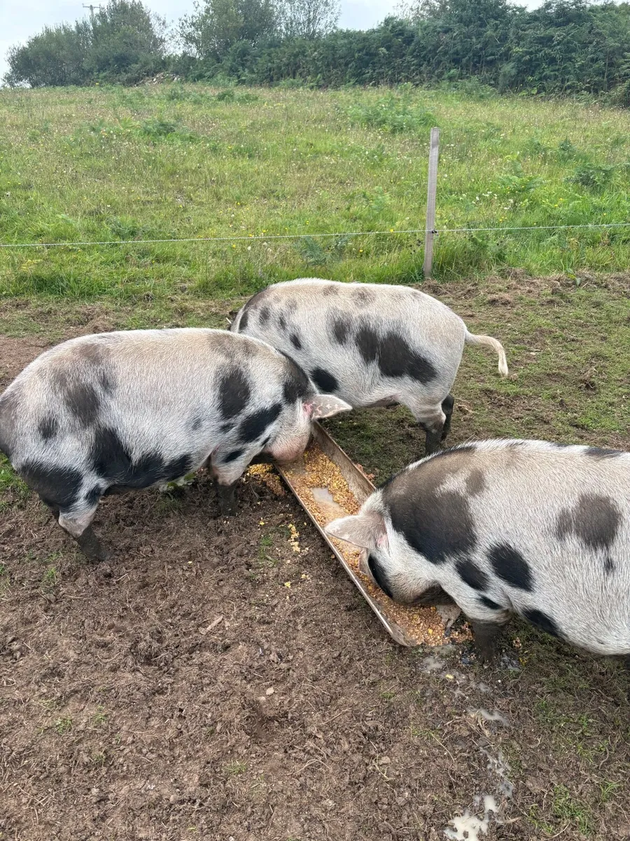 Pigs - Image 1
