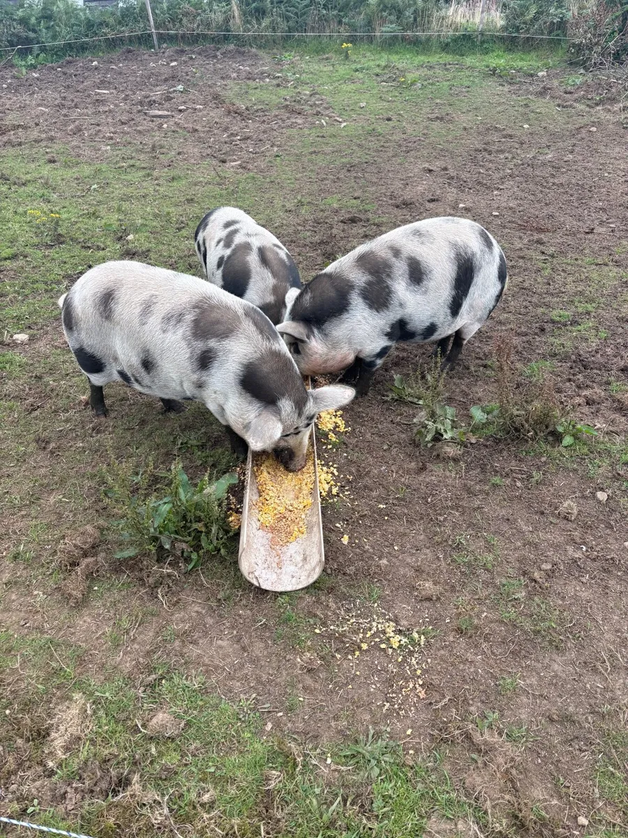 Pigs - Image 2