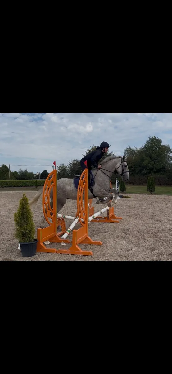 4 year old gelding - Image 2