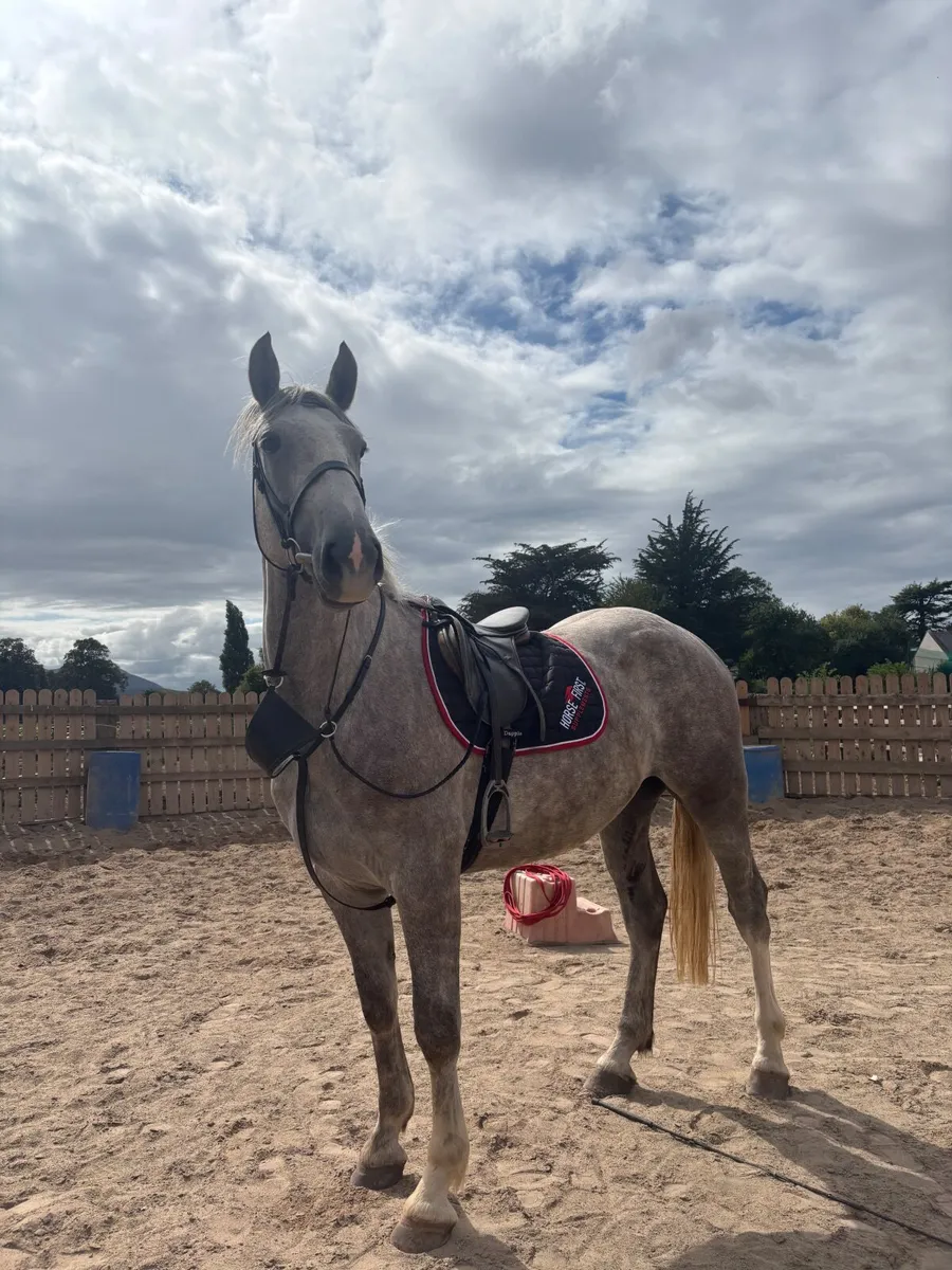 4 year old gelding - Image 3