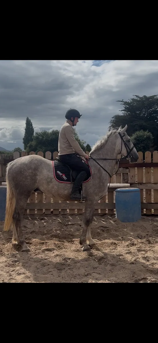 4 year old gelding - Image 4