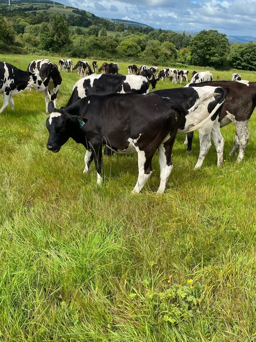 Pedigree fr heifer calves - Image 1