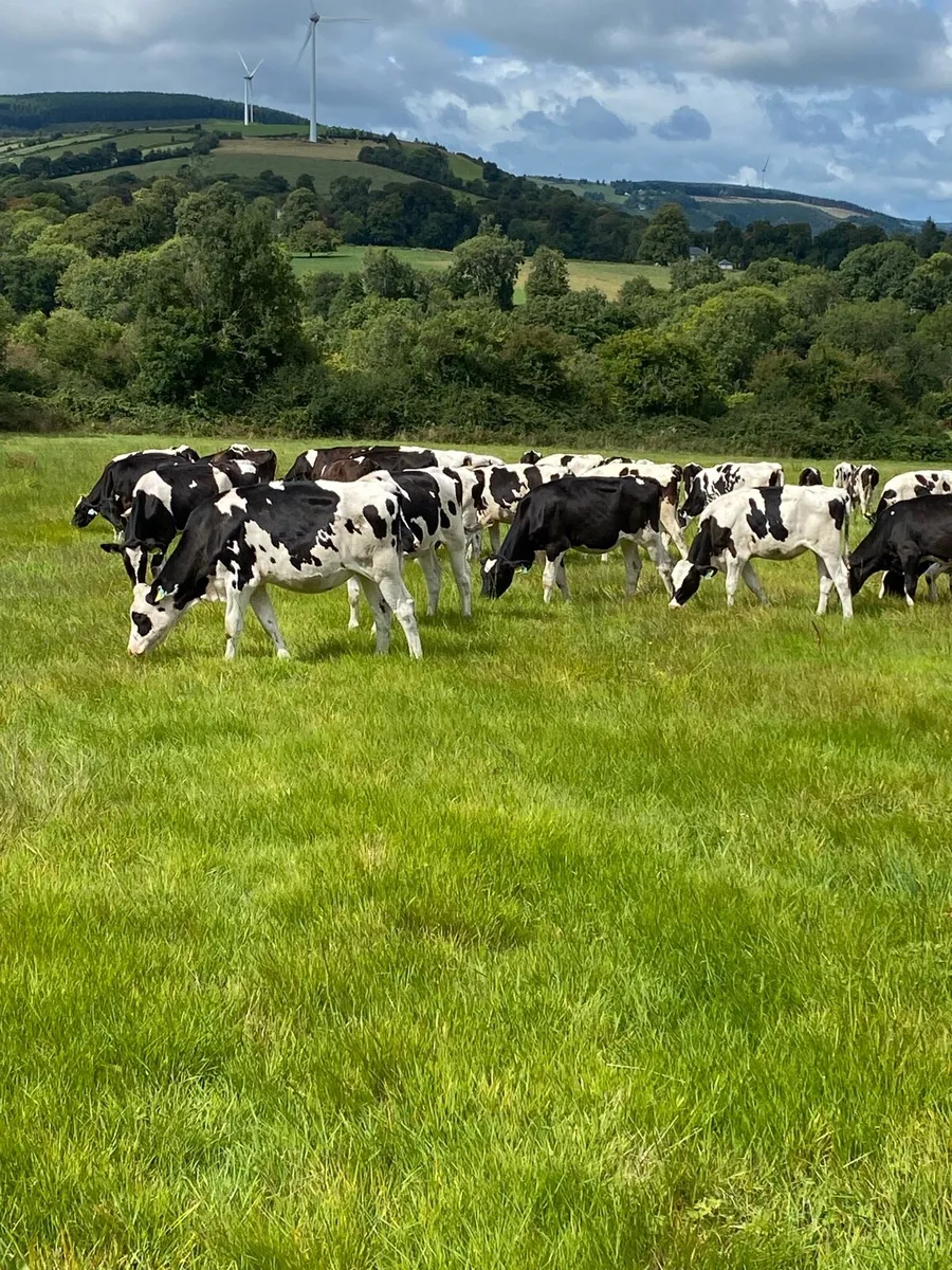 Pedigree fr heifer calves - Image 2