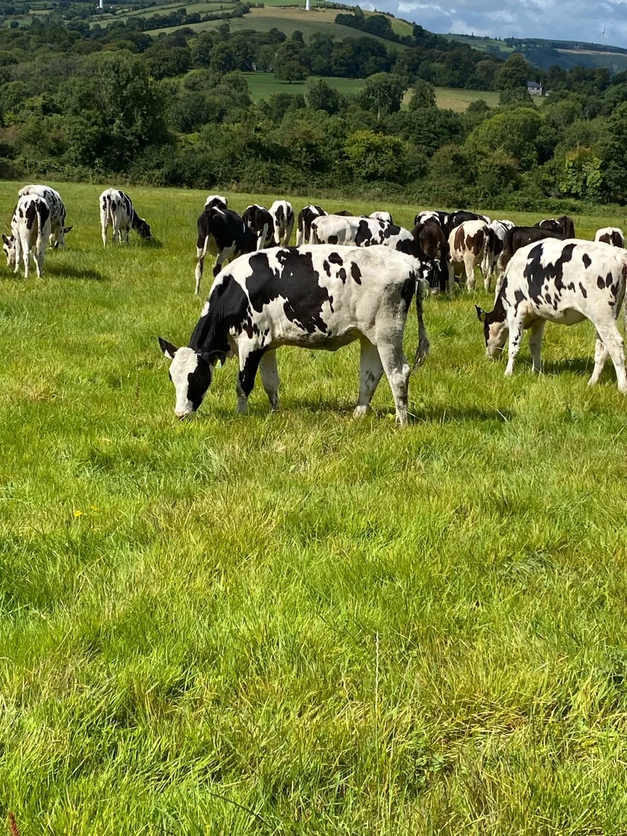 Pedigree fr heifer calves - Image 3
