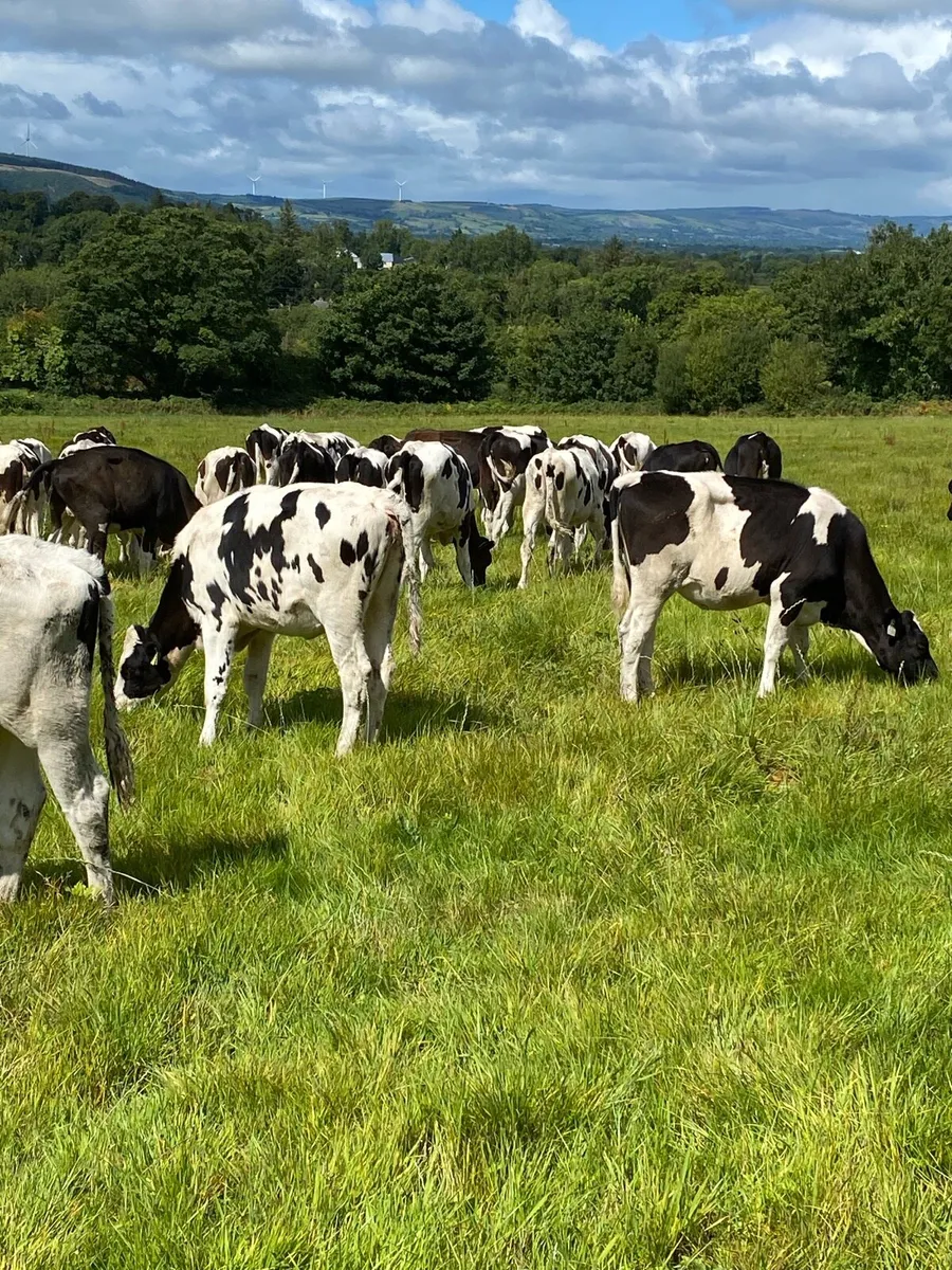 Pedigree fr heifer calves - Image 4