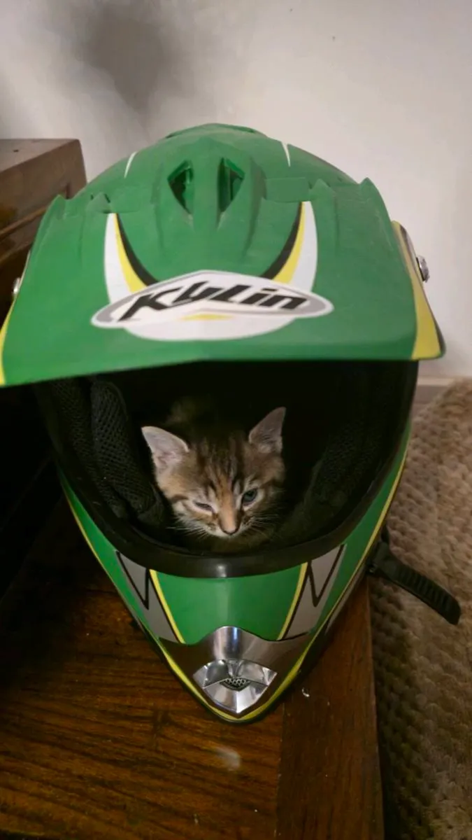 Kittens for adoption