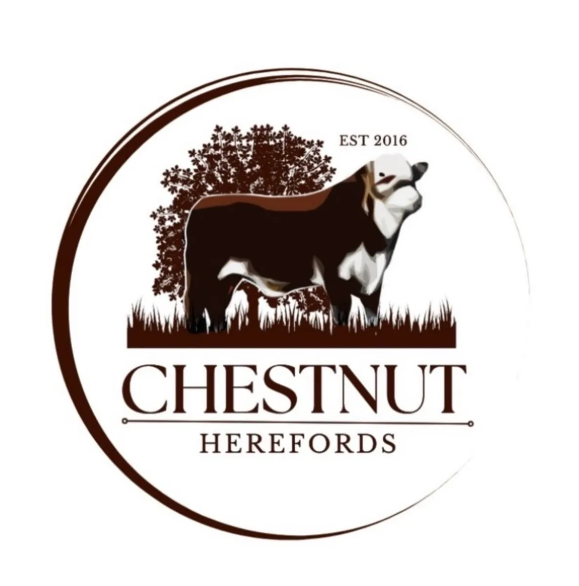 Pedigree Hereford bulls - Image 1