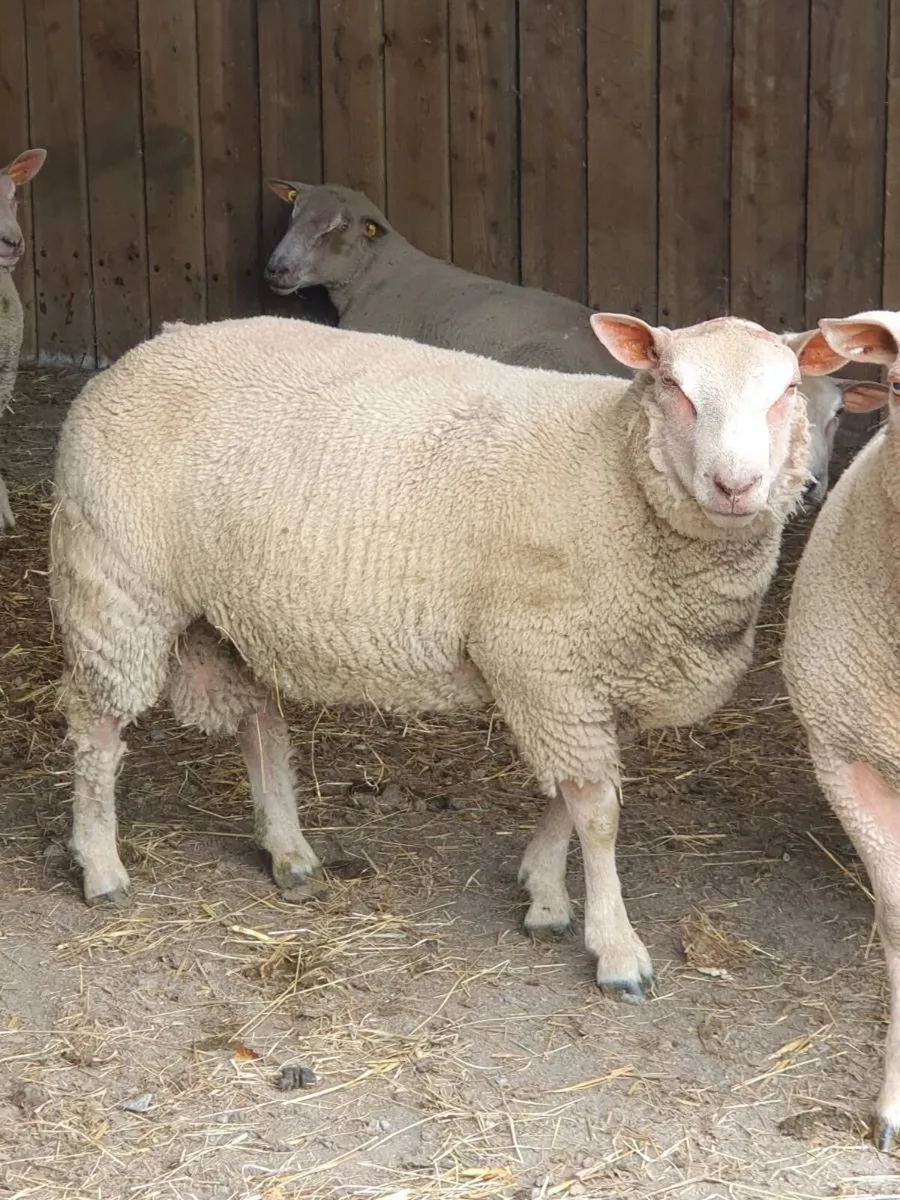 PBNR Charolais Rams - Image 1
