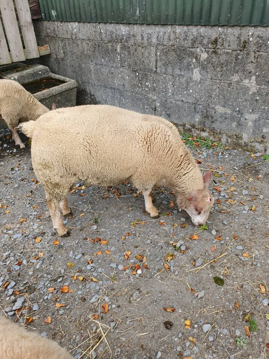 PBNR Charolais Rams - Image 2