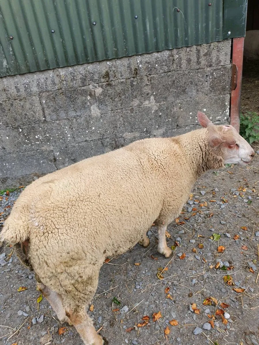 PBNR Charolais Rams - Image 4