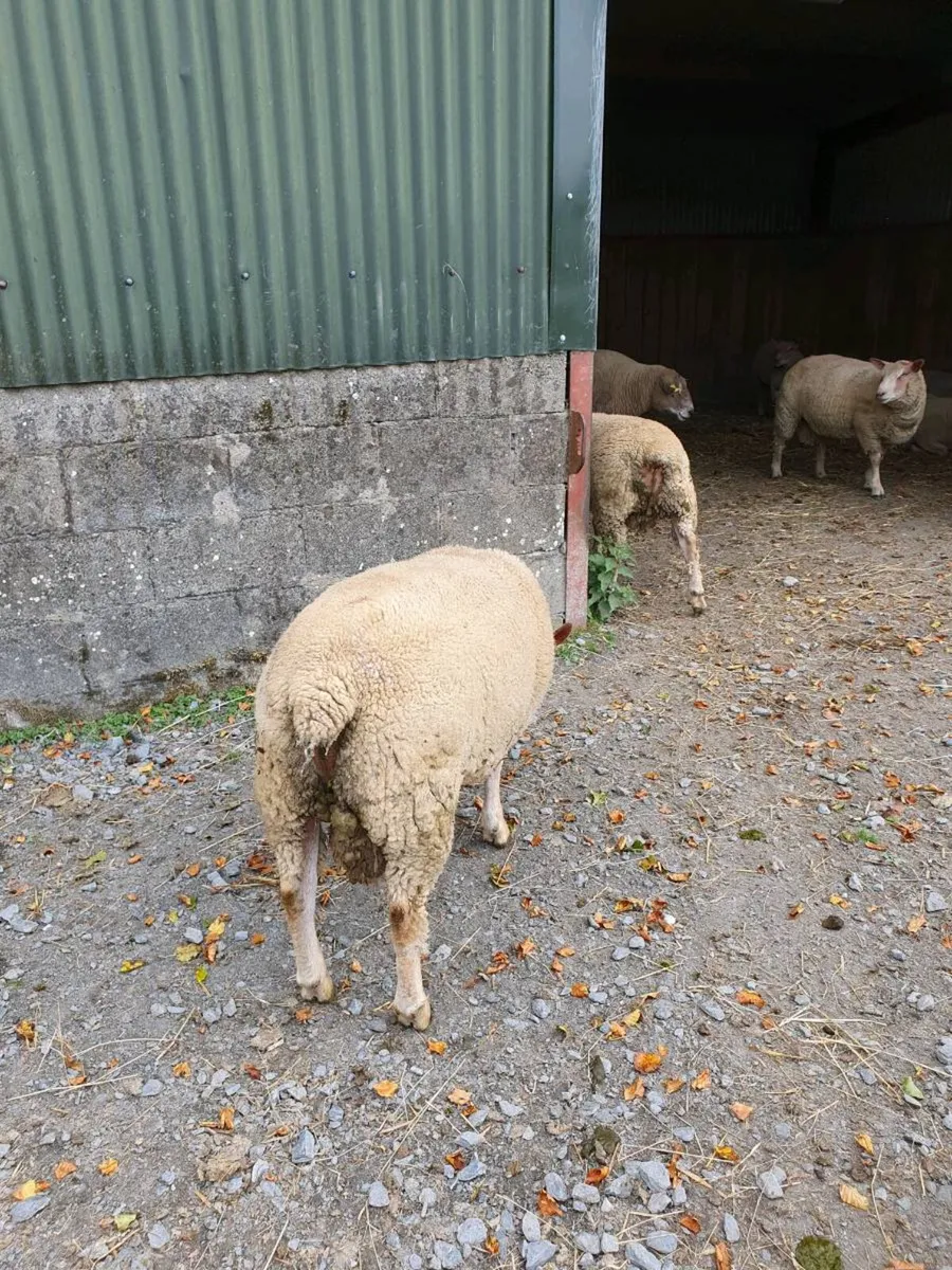 PBNR Charolais Rams - Image 3