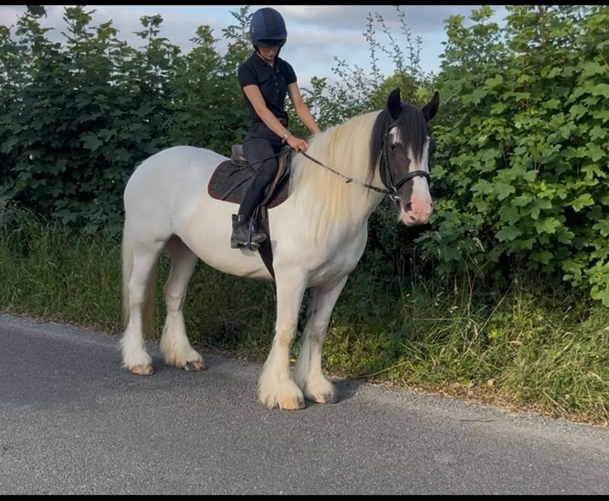 Family allrounder cob - Image 2