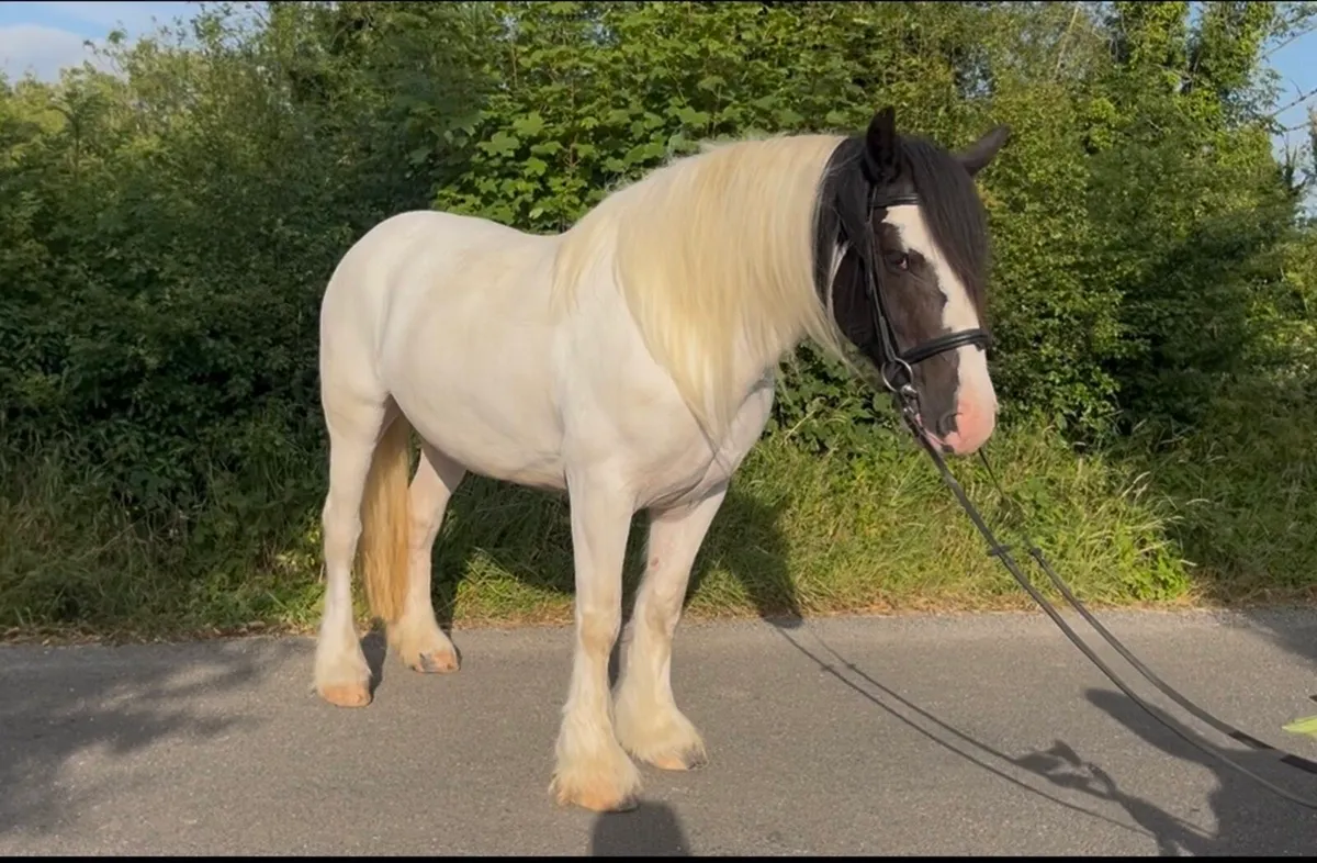 Family allrounder cob - Image 1