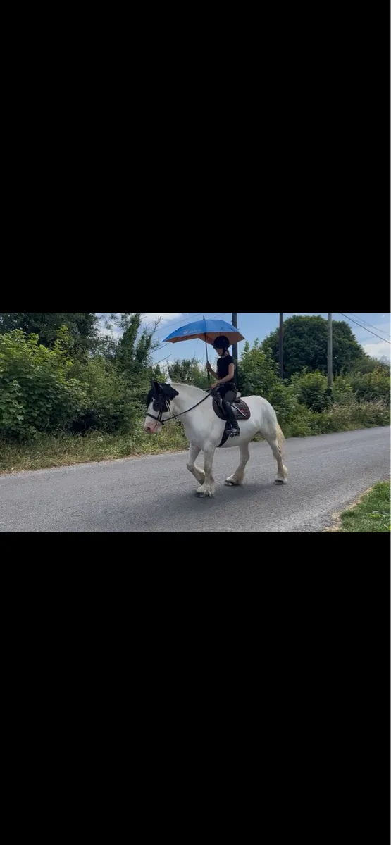 Family allrounder cob - Image 3