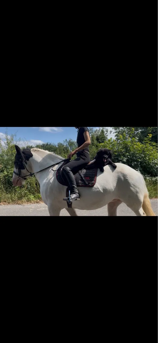 Family allrounder cob - Image 4