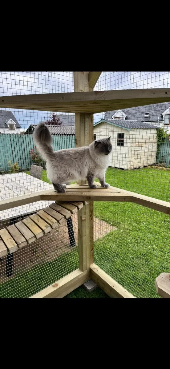 Catio - Image 3