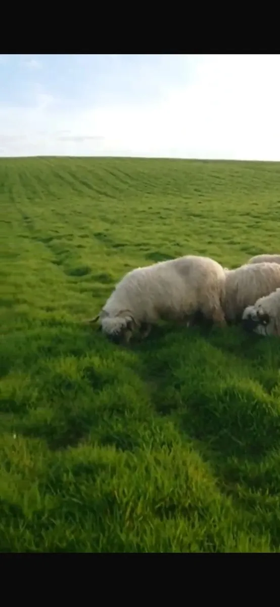 4 Valais Blacknose breeding Ewe's 1 lamb for sale - Image 3