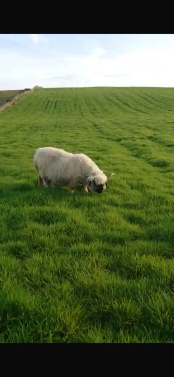 4 Valais Blacknose breeding Ewe's 1 lamb for sale - Image 4