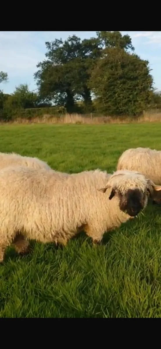 4 Valais Blacknose breeding Ewe's 1 lamb for sale - Image 1
