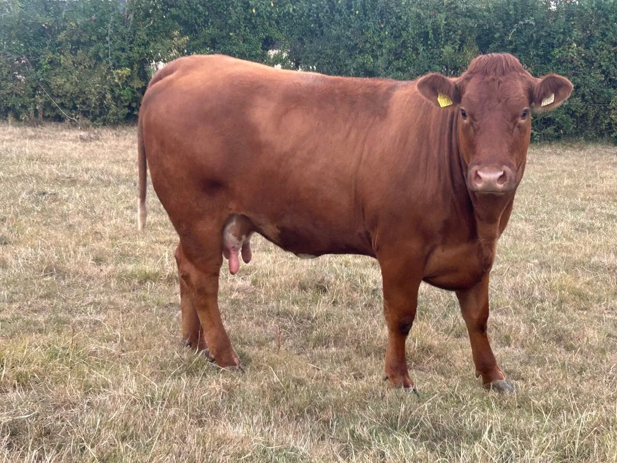 Heifers with calves at foot - Image 4