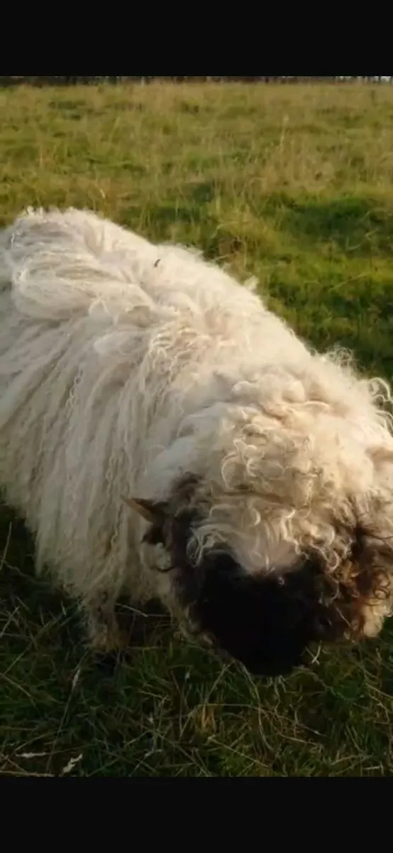 5 Valais Blacknose Breeding Rams for sale - Image 4