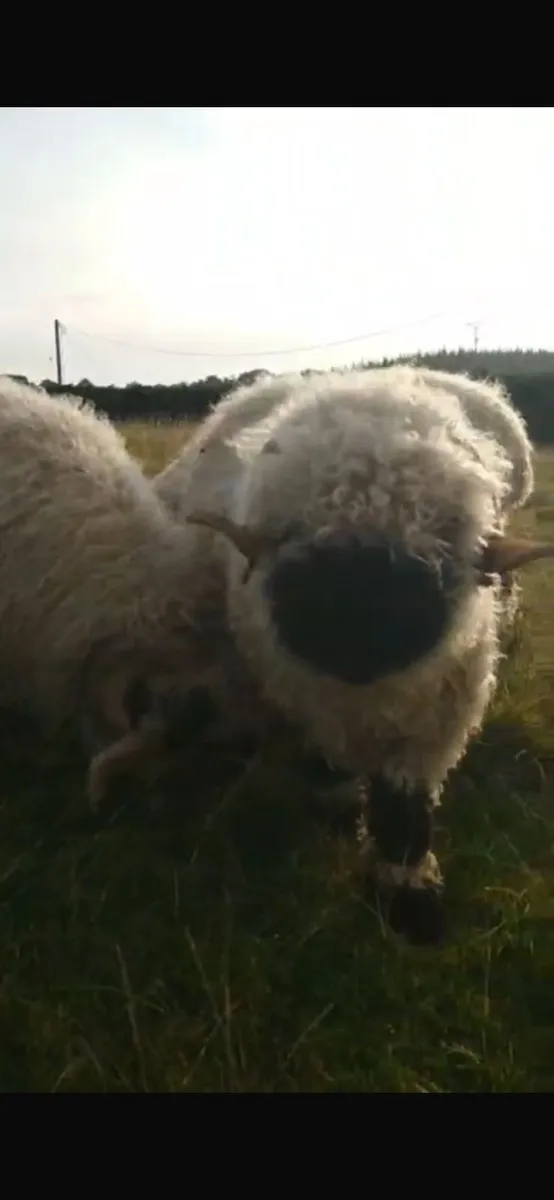 5 Valais Blacknose Breeding Rams for sale - Image 3