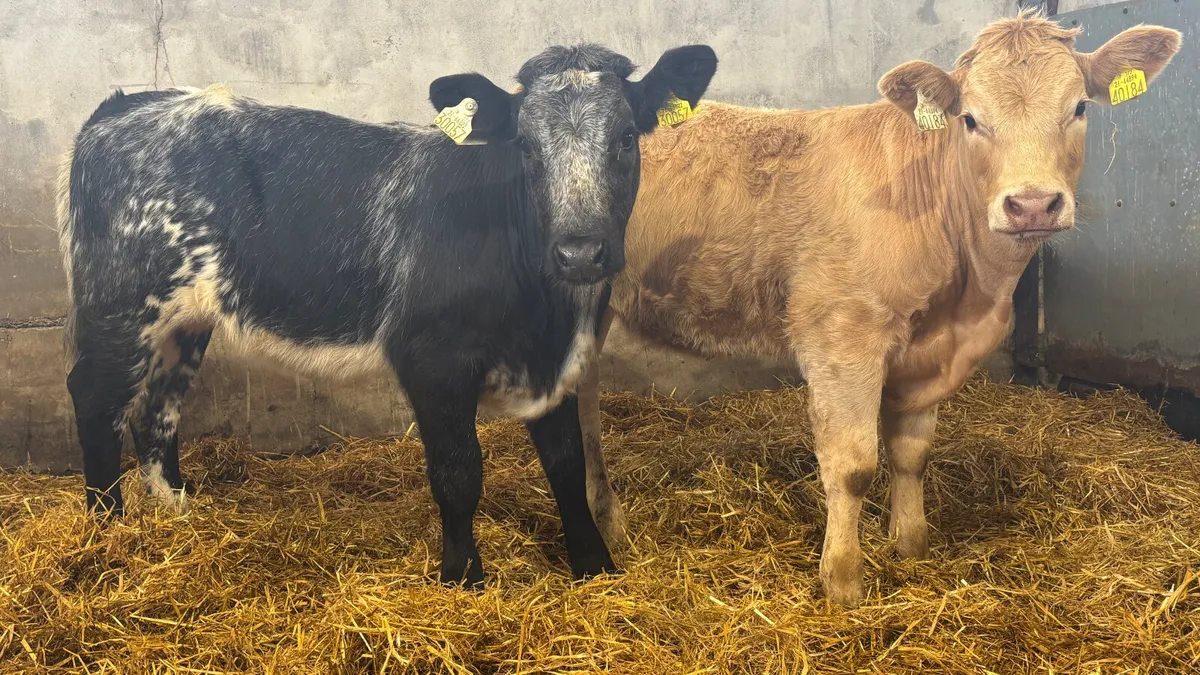 ⭐️ 2 U Grade Heifer Wealings ⭐️ - Image 1