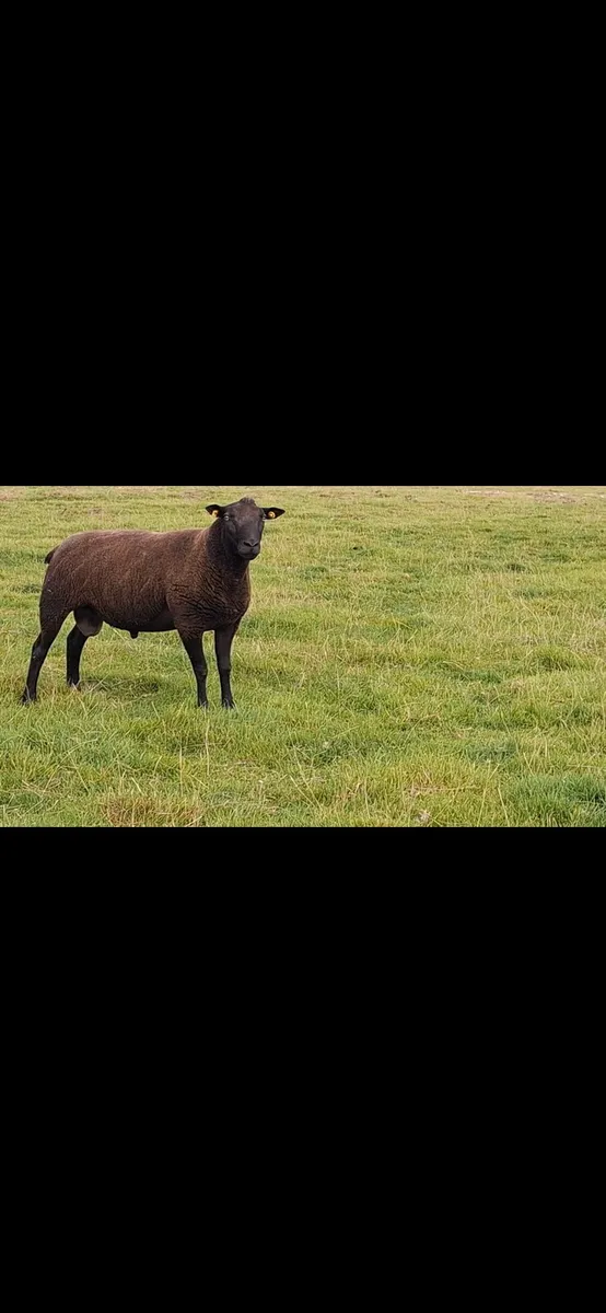 Blue texel hogget ram