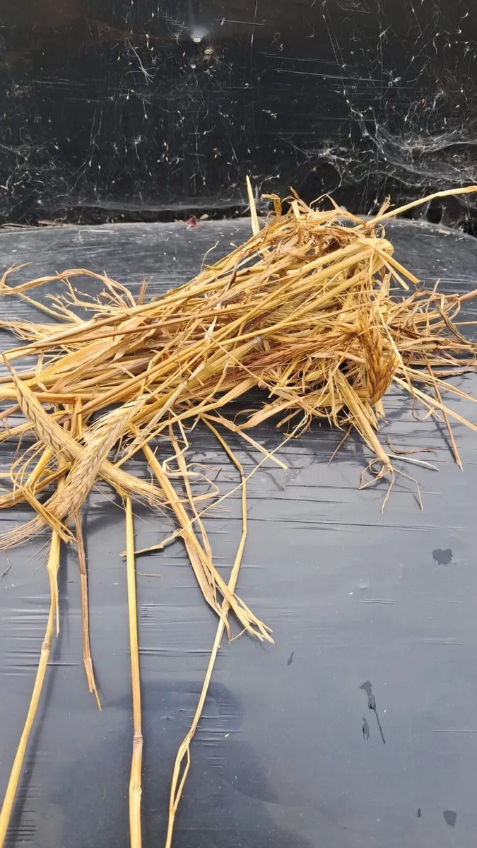 Wrapped triticale silage.