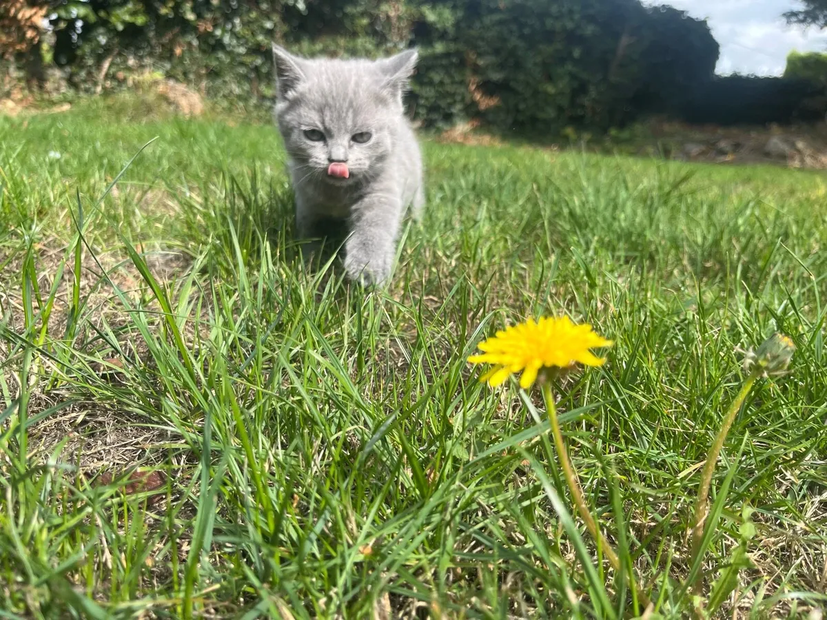 British shorthair kitten - Image 1