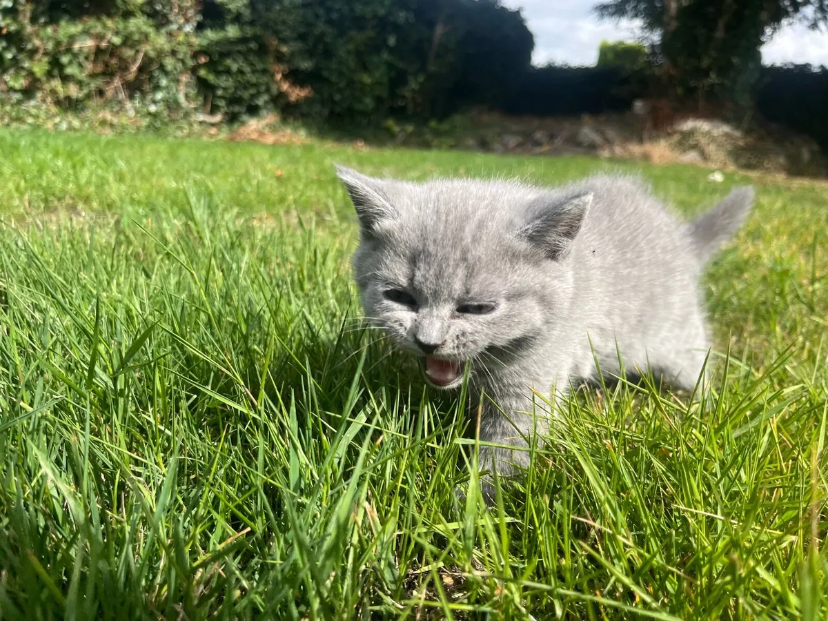 British shorthair kitten - Image 2