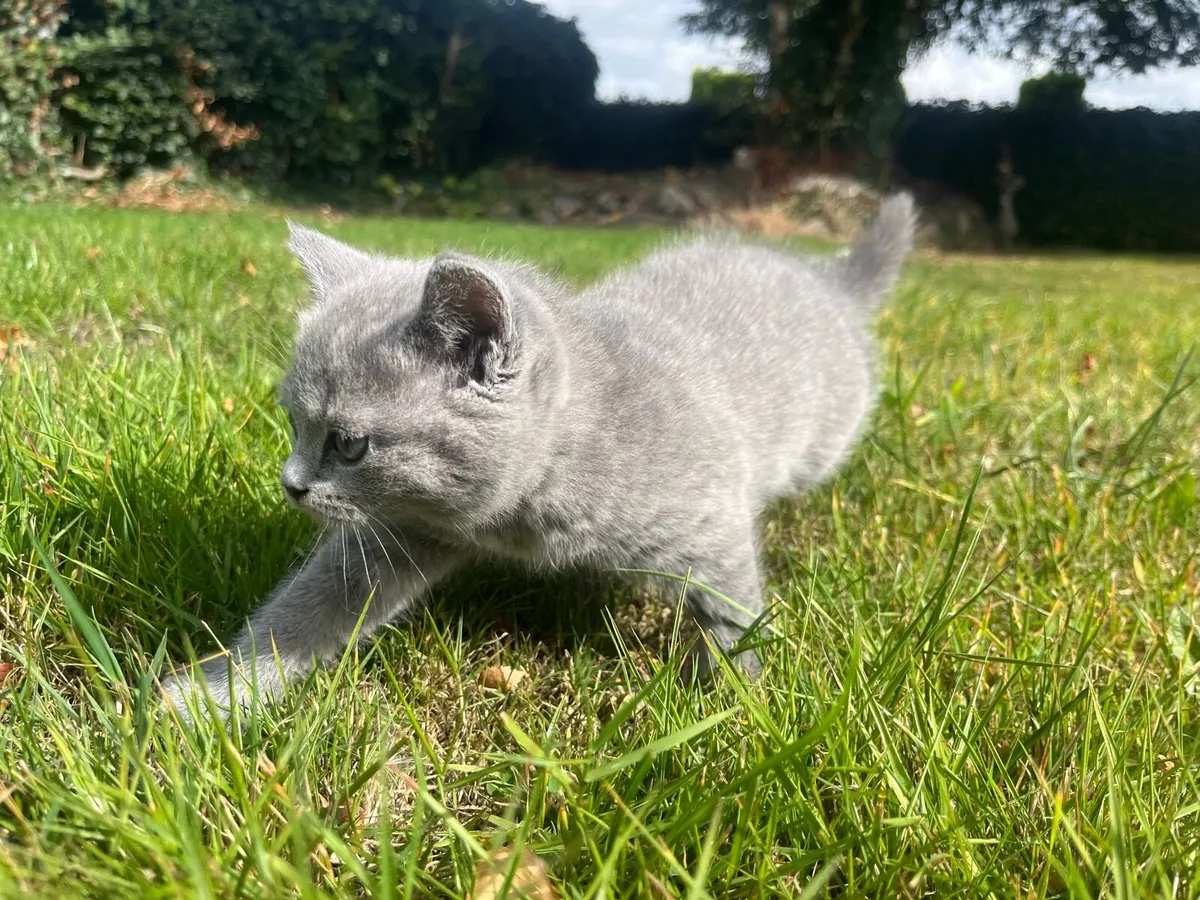 British shorthair kitten - Image 3