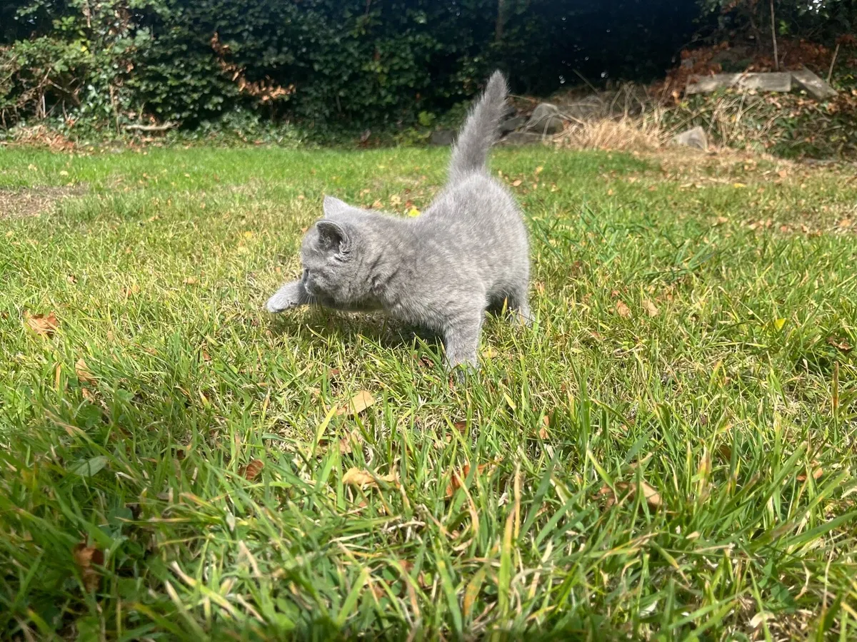 British shorthair kitten - Image 4