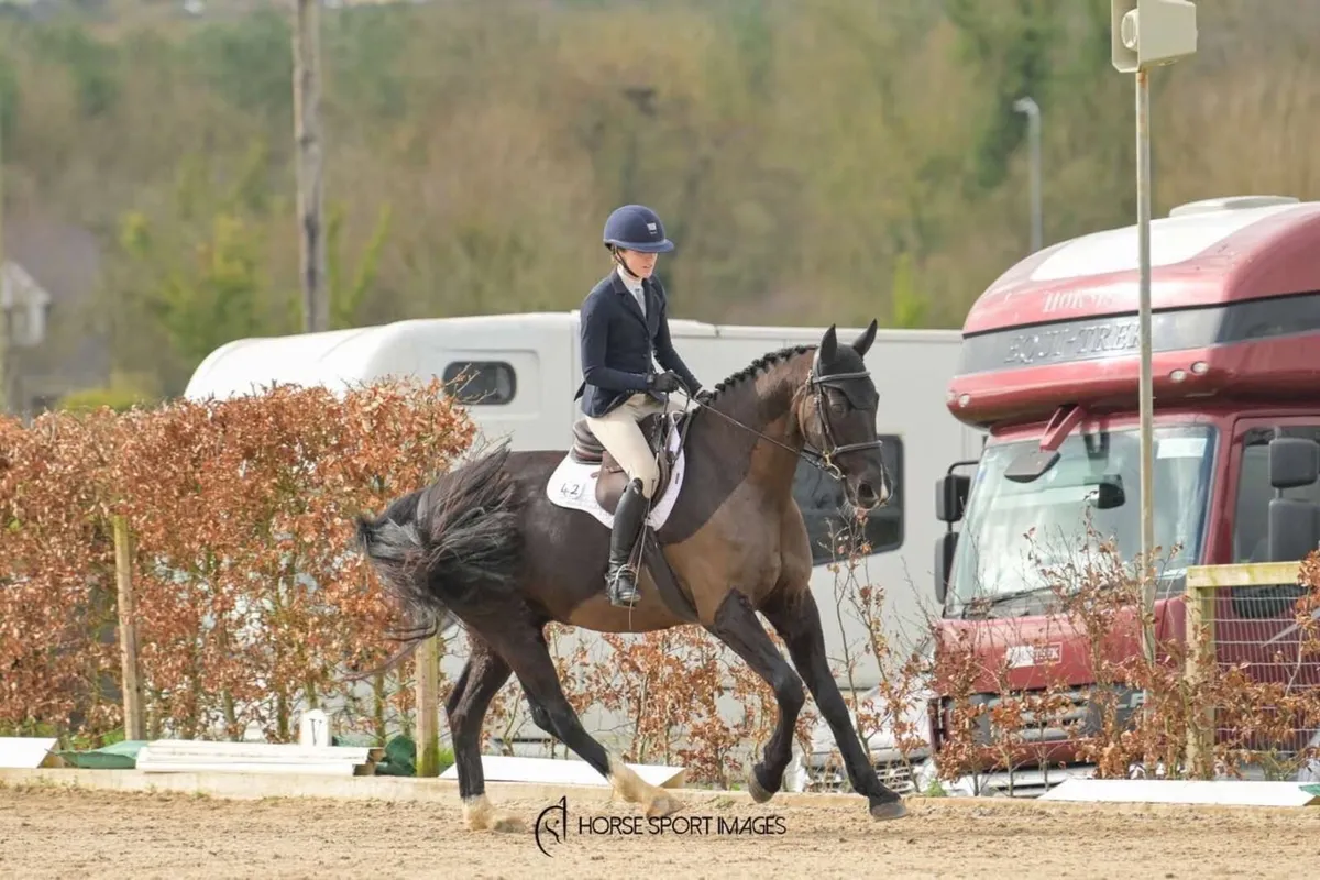 8yo Dressage Prospect - Image 1