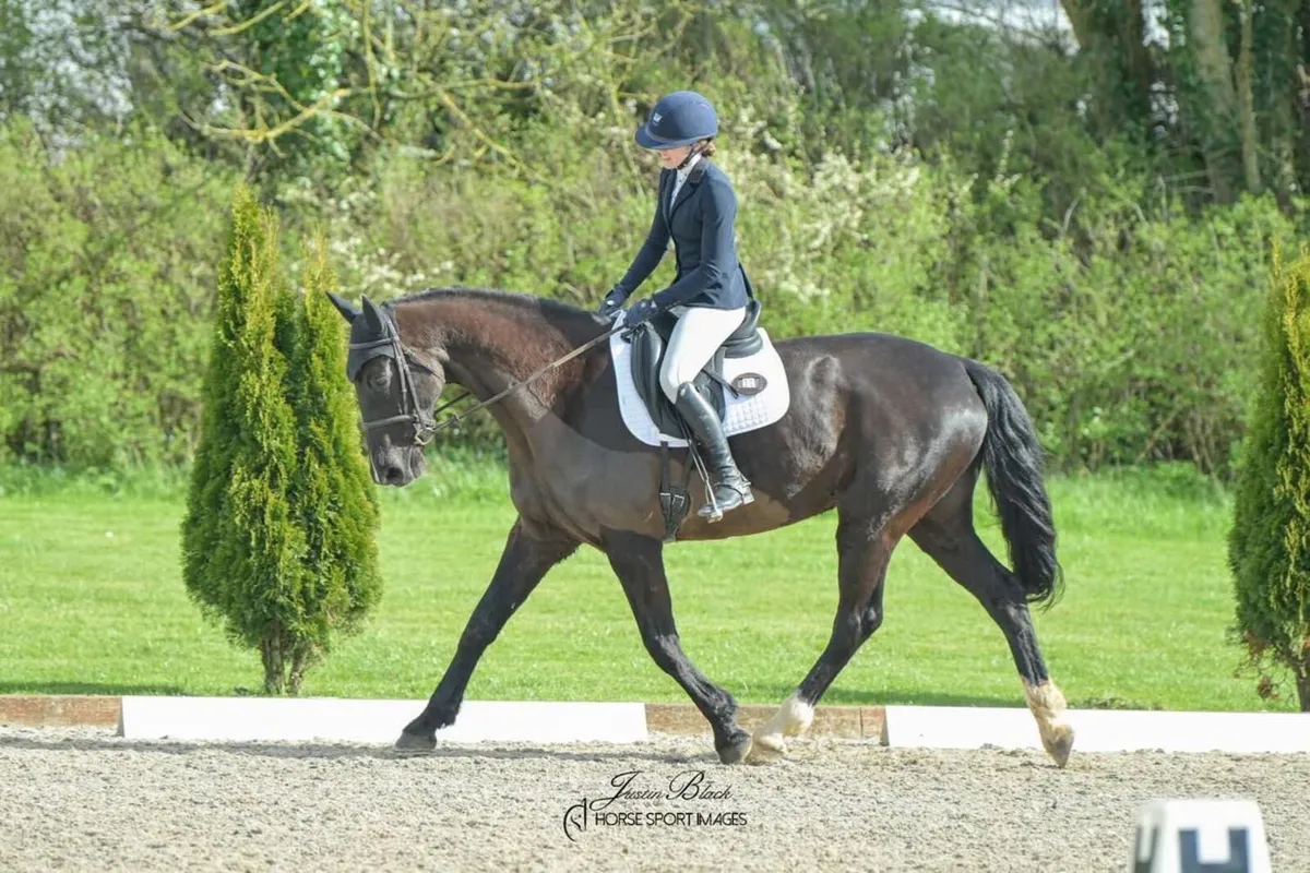 8yo Dressage Prospect - Image 3