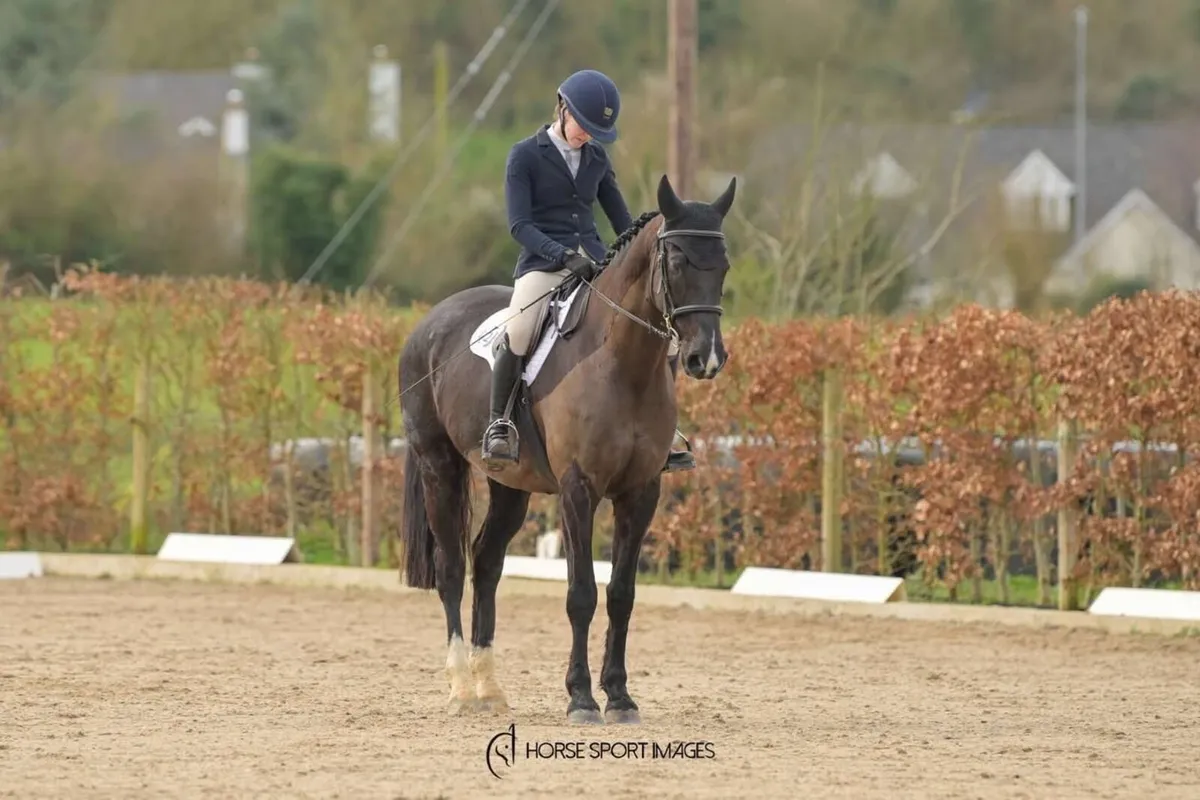 8yo Dressage Prospect - Image 4