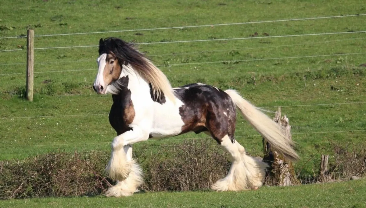 Filly foal - Image 1