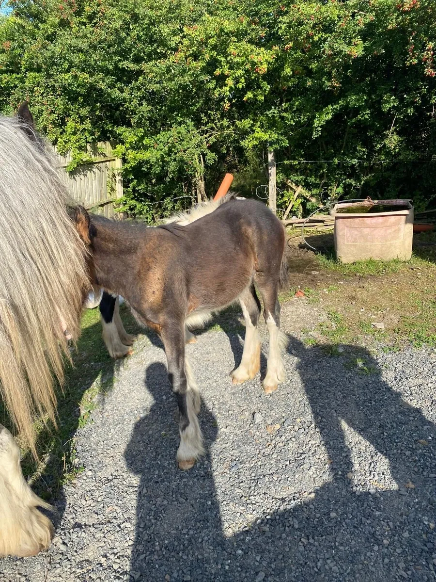 Filly foal - Image 2