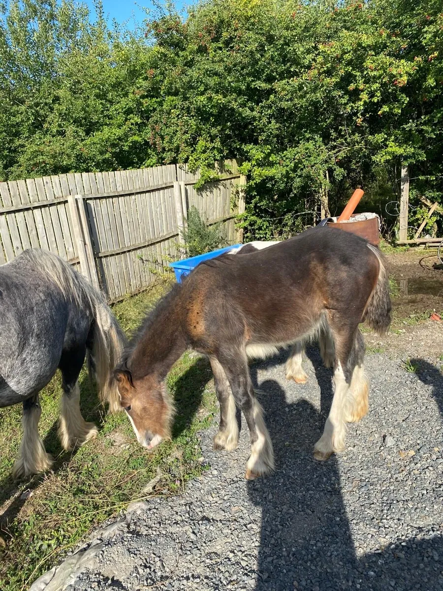 Filly foal - Image 4