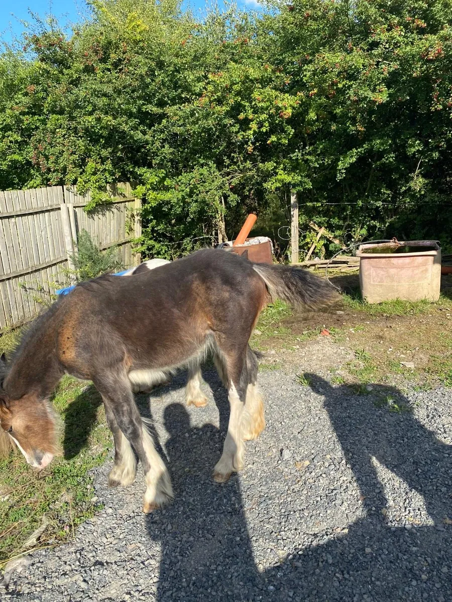 Filly foal - Image 3