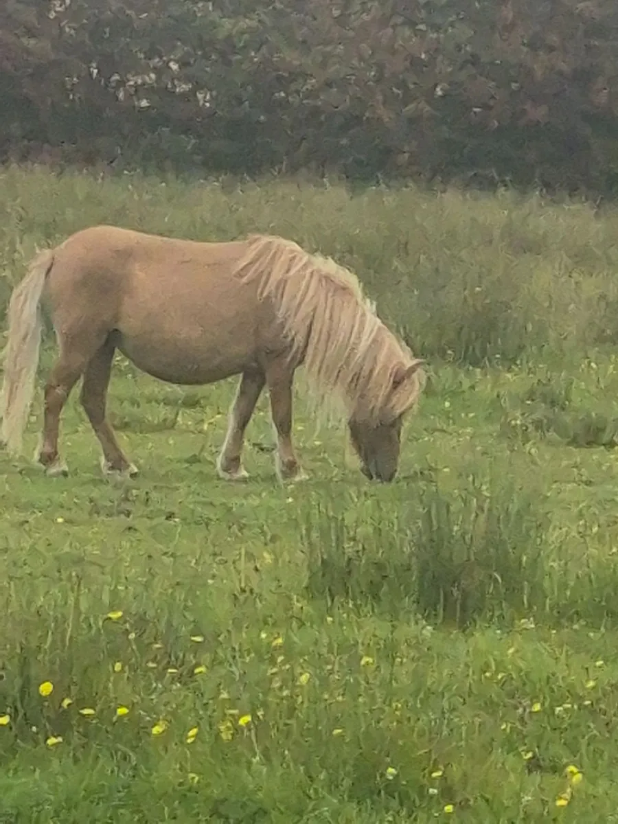 Ponies - Image 1
