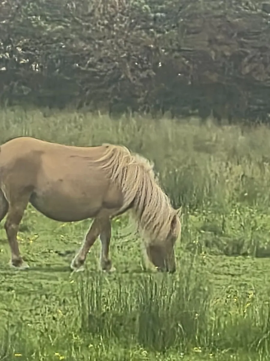 Ponies - Image 2