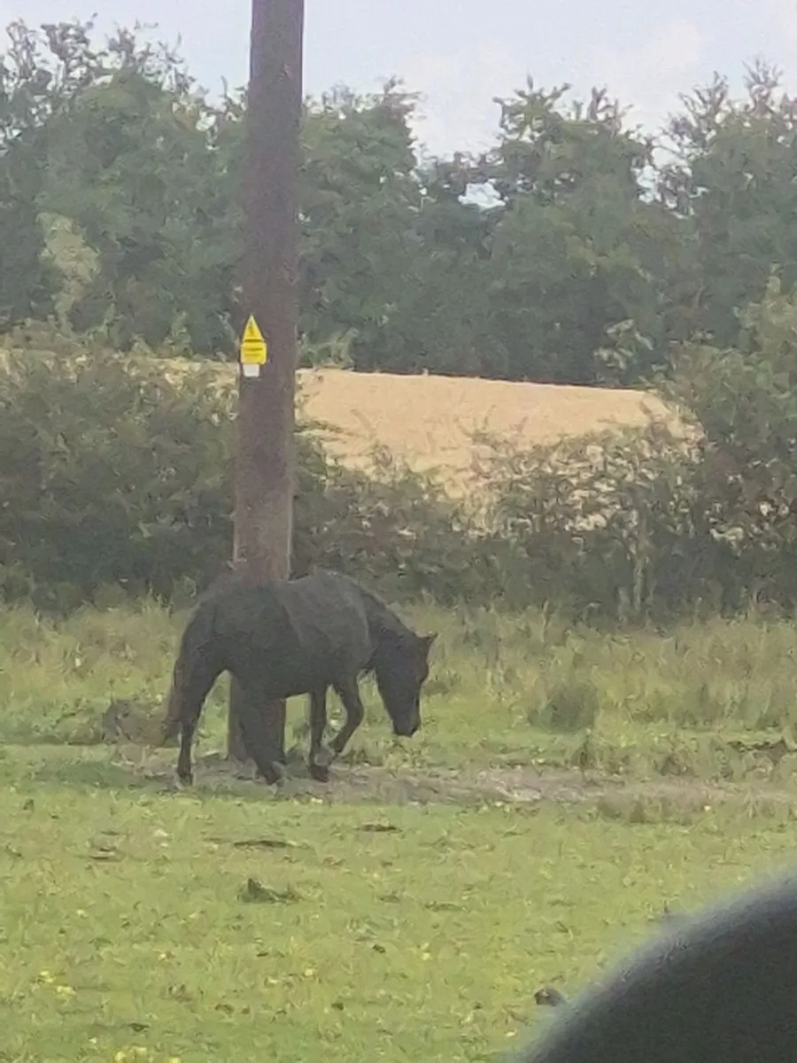 Ponies - Image 4