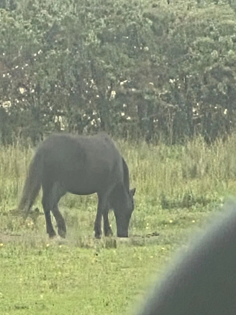 Ponies - Image 3