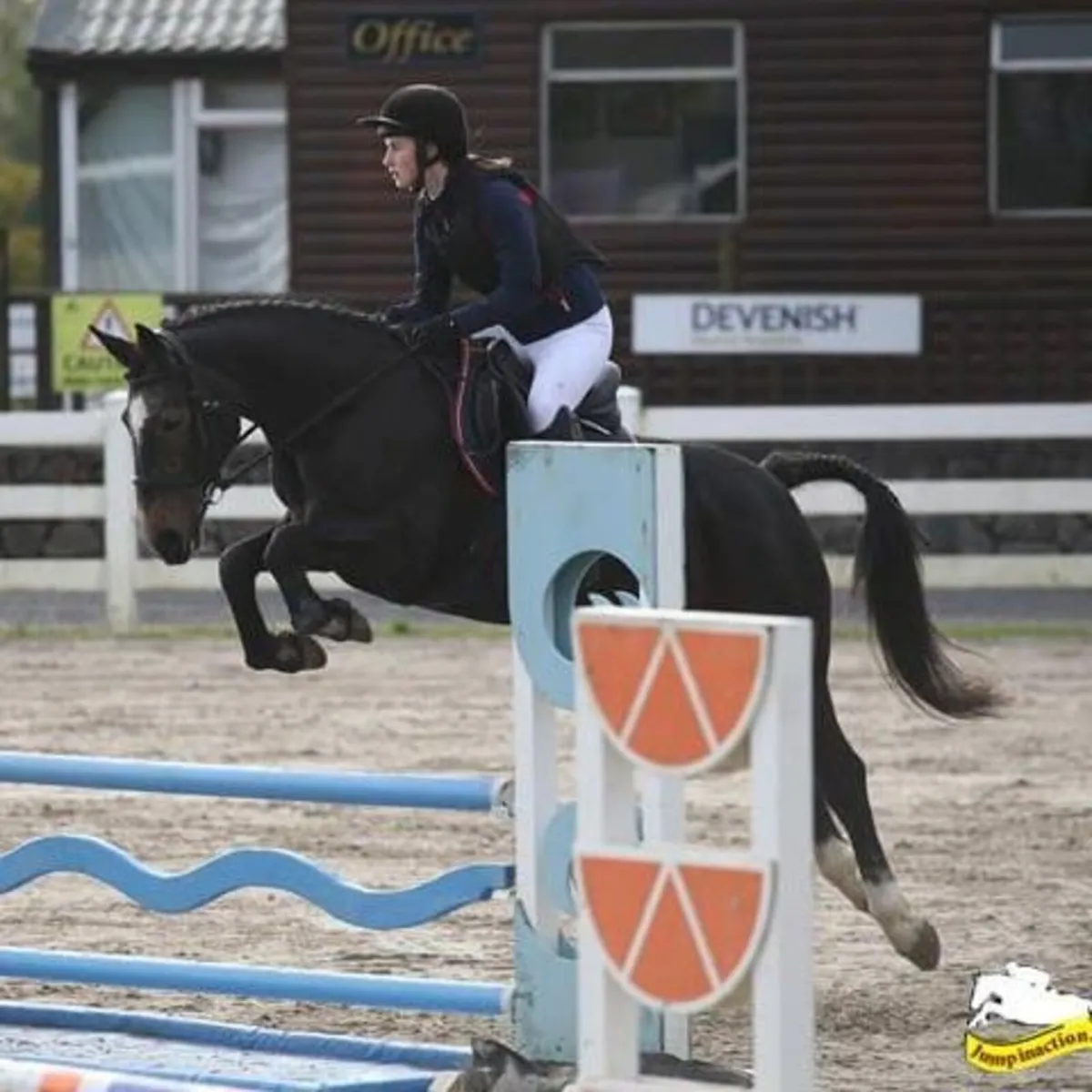 15.1hh 13 year old super honest ISH mare - Image 3