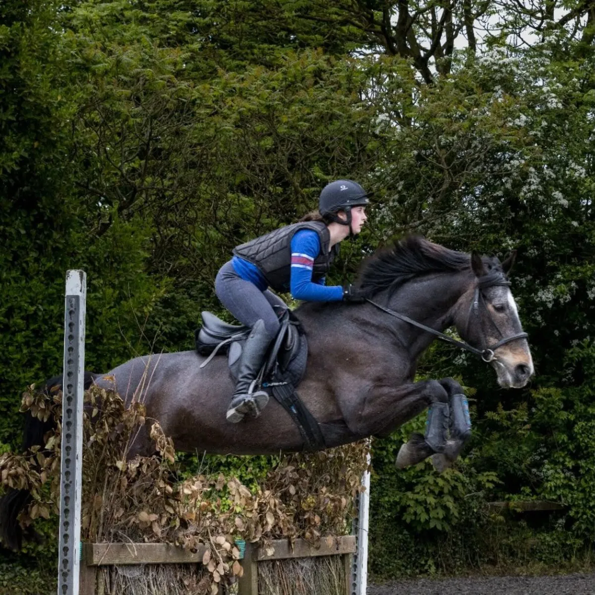 15.1hh 13 year old super honest ISH mare - Image 1