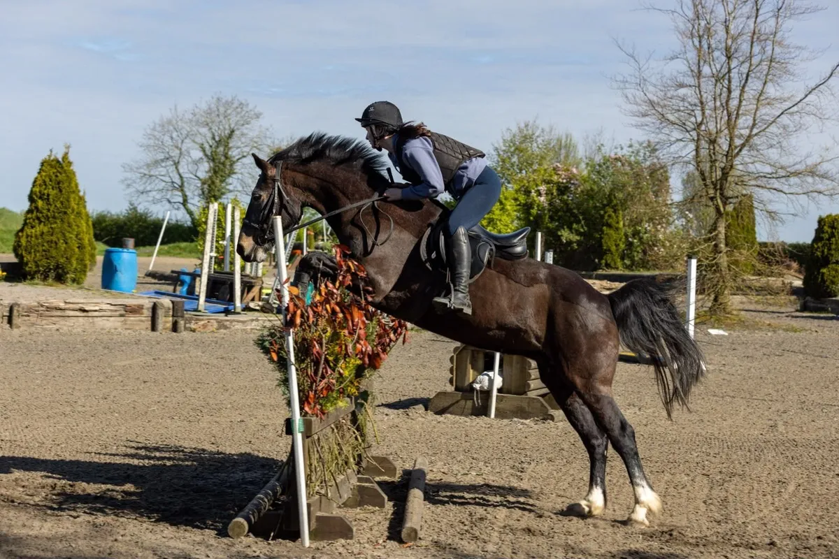 15.1hh 13 year old super honest ISH mare - Image 4