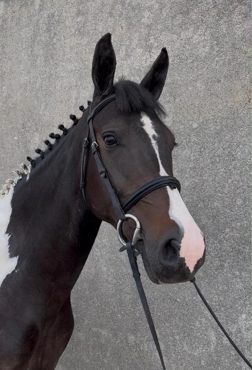 Lot 491 Goresbridge horse sale - Image 1