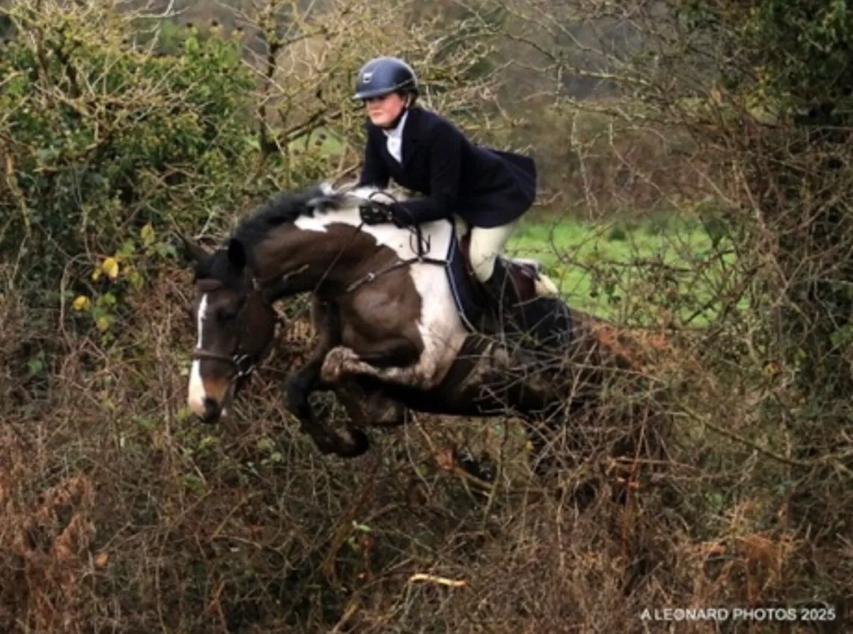 Lot 491 Goresbridge horse sale - Image 4